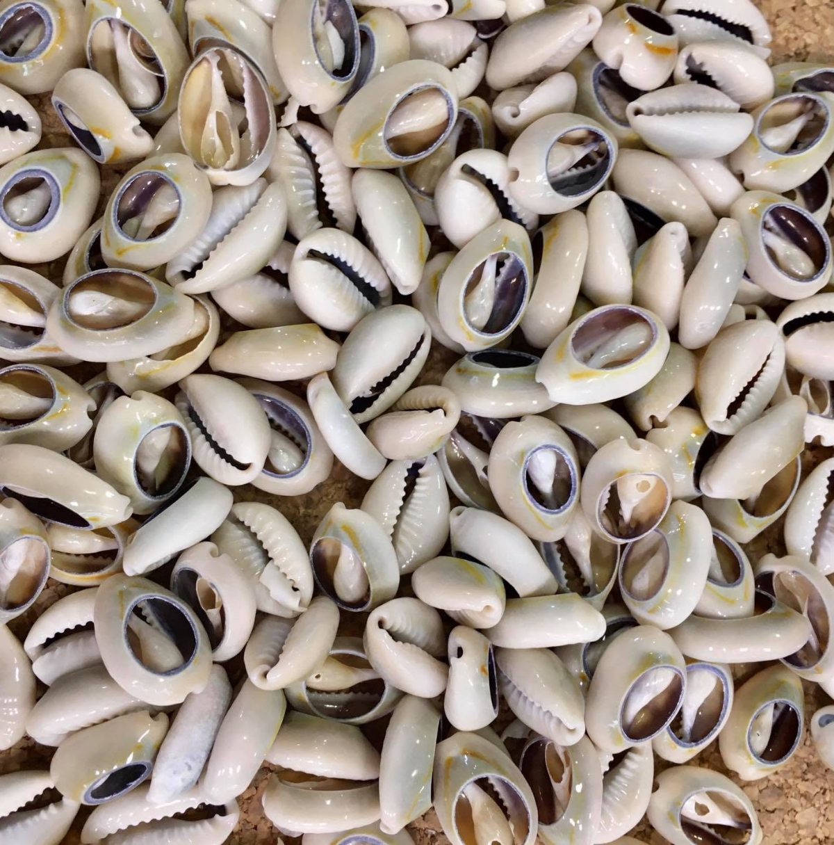 Conchas cauri naturales para bisutería artesanal en la tienda de abalorios de Las Rozas